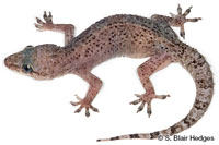 Image of Hemidactylus angulatus