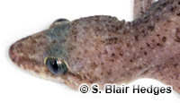 Image of Hemidactylus angulatus