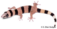 Image of Sphaerodactylus torrei