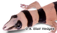 Image of Sphaerodactylus torrei