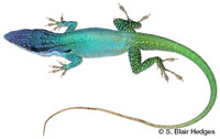 Image of Anolis allisoni