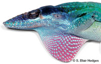 Image of Anolis allisoni