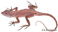 Image of Anolis allogus