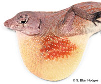 Image of Anolis allogus