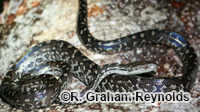 Image of Chilabothrus strigilatus