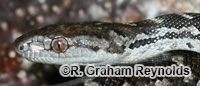 Image of Chilabothrus strigilatus