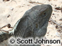 Image of Cyclura carinata