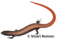 Image of Gymnophthalmus speciosus