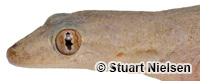Image of Hemidactylus frenatus