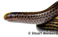 Image of Epictia magnamaculata