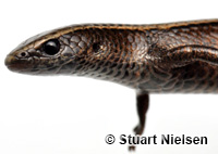 Image of Gymnophthalmus speciosus