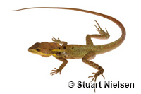 Image of Basiliscus vittatus