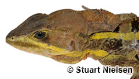 Image of Basiliscus vittatus