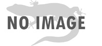 Image of Phyllodactylus insularis