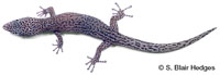 Image of Sphaerodactylus randi