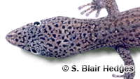 Image of Sphaerodactylus randi