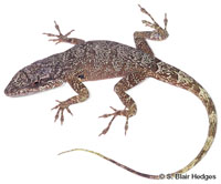 Image of Anolis aliniger