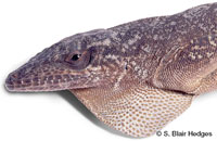 Image of Anolis aliniger