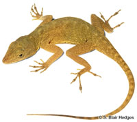 Image of Anolis altavelensis