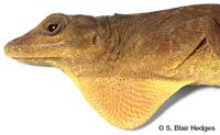 Image of Anolis altavelensis