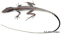 Image of Anolis alumina
