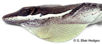 Image of Anolis alumina