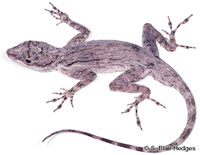 Image of Anolis brevirostris