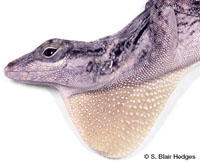 Image of Anolis brevirostris
