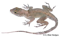 Image of Anolis cristatellus