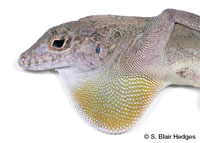 Image of Anolis cristatellus
