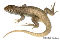 Image of Leiocephalus altavelensis