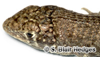 Image of Leiocephalus altavelensis
