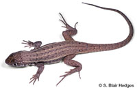 Image of Leiocephalus barahonensis