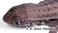 Image of Leiocephalus barahonensis