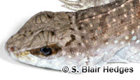 Image of Leiocephalus schreibersii