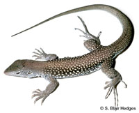 Image of Pholidoscelis chrysolaemus