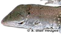 Image of Pholidoscelis chrysolaemus