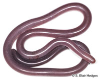 Image of Typhlops sulcatus