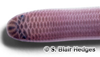 Image of Typhlops sulcatus