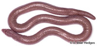 Image of Amphisbaena leali