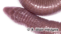 Image of Amphisbaena leali