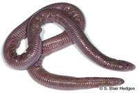 Image of Amphisbaena hyporissor
