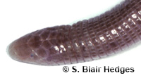 Image of Amphisbaena hyporissor