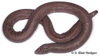 Image of Amphisbaena innocens