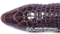 Image of Amphisbaena innocens