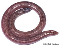 Image of Amphisbaena manni