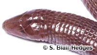 Image of Amphisbaena manni