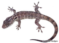 Image of Aristelliger expectatus