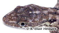 Image of Aristelliger expectatus