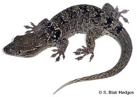 Image of Aristelliger lar